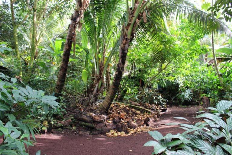 Paradise eco-village Pahoa Esterno foto