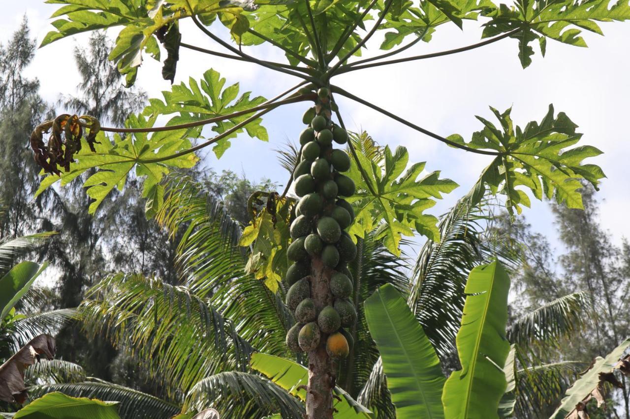 Paradise eco-village Pahoa Esterno foto
